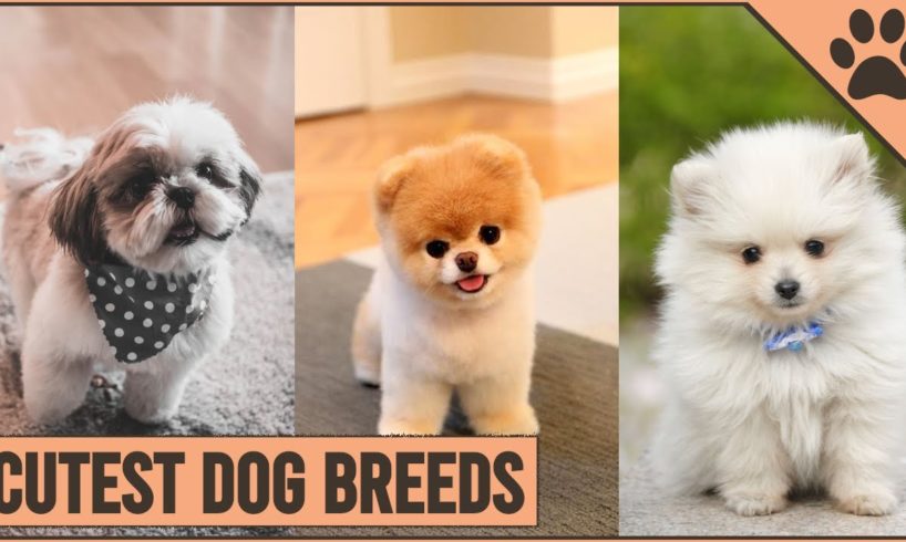 Top 10 Cutest Dog Breeds