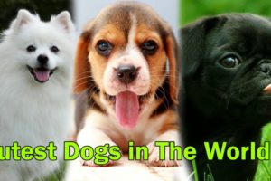 Top 10 Cutest Dogs in the World (Hindi)