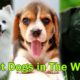Top 10 Cutest Dogs in the World (Hindi)