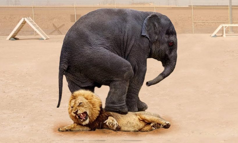 Top 10 Prey Who Can Kill a Lion Easily - When Prey Fights Back - Prey VS Predator