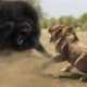 Top 10 Strongest Animals That The Lion Never Want to Meet - Blondi Foks