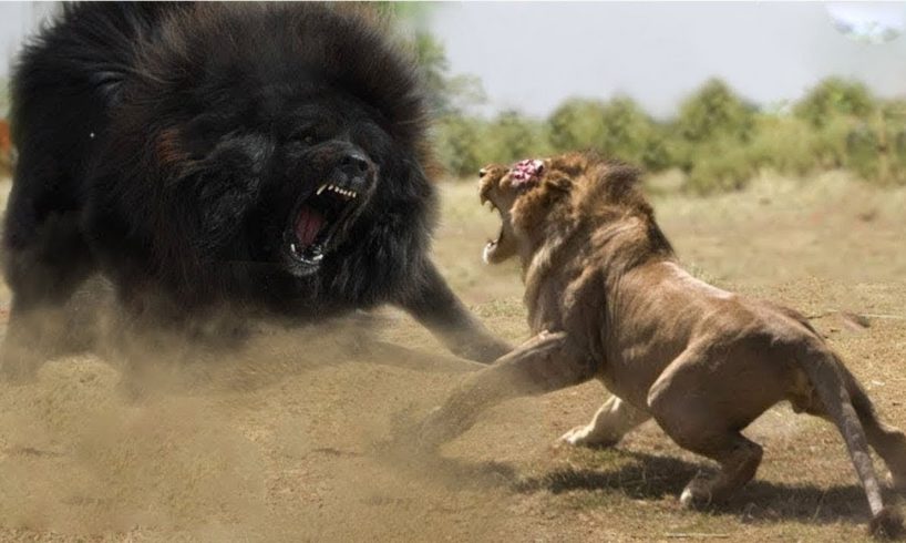 Top 10 Strongest Animals That The Lion Never Want to Meet - Blondi Foks
