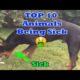 Top 10 animals being sick part 3 (snakes puppys and more)
