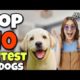 Top 10 அழகான நாய்கள் | cutest dogs | what are the 10 most cutest dogs? ?