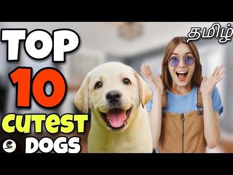 Top 10 அழகான நாய்கள் | cutest dogs | what are the 10 most cutest dogs? ?
