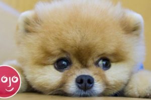 Top 20 Dog Breeds That Have the CUTEST Puppies