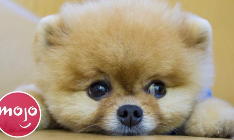 Top 20 Dog Breeds That Have the CUTEST Puppies