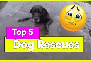 Top 5 Dog Rescues from Ice | Dog saved from Ice