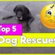 Top 5 Dog Rescues from Ice | Dog saved from Ice