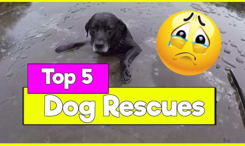 Top 5 Dog Rescues from Ice | Dog saved from Ice