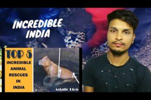 Top 5 - Incredible Animal Rescues In India _ Incredible India | Reaction Video | #Animal_Rescues