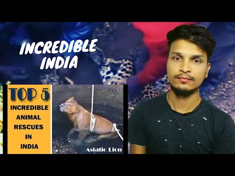 Top 5 - Incredible Animal Rescues In India _ Incredible India | Reaction Video | #Animal_Rescues