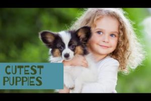 Top Cutest  Puppies In The World |Dog Breeds| Puppies Breed Name|German shepherd,Shih Tzu & Many Mor