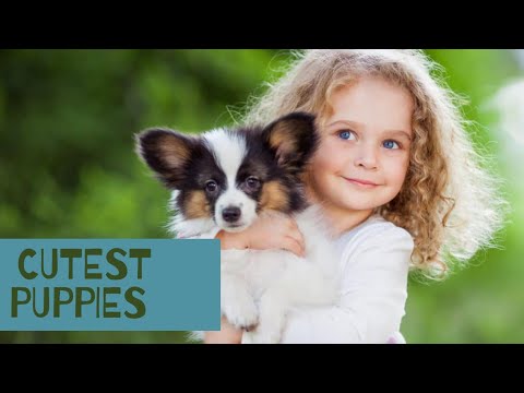 Top Cutest  Puppies In The World |Dog Breeds| Puppies Breed Name|German shepherd,Shih Tzu & Many Mor