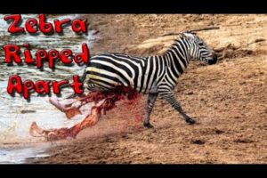 Top Deadly Brutal Wild animal fight (bloody) *Graphic Content*
