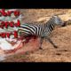Top Deadly Brutal Wild animal fight (bloody) *Graphic Content*