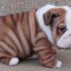 Top English BullDog Funny Videos Ever - Funny and Cute English Bulldog Compilation #2 | Dogs Awesome