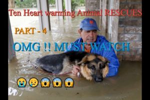 Top Hilarious heart breaking animal rescues in india | You will be cry. PART- 4