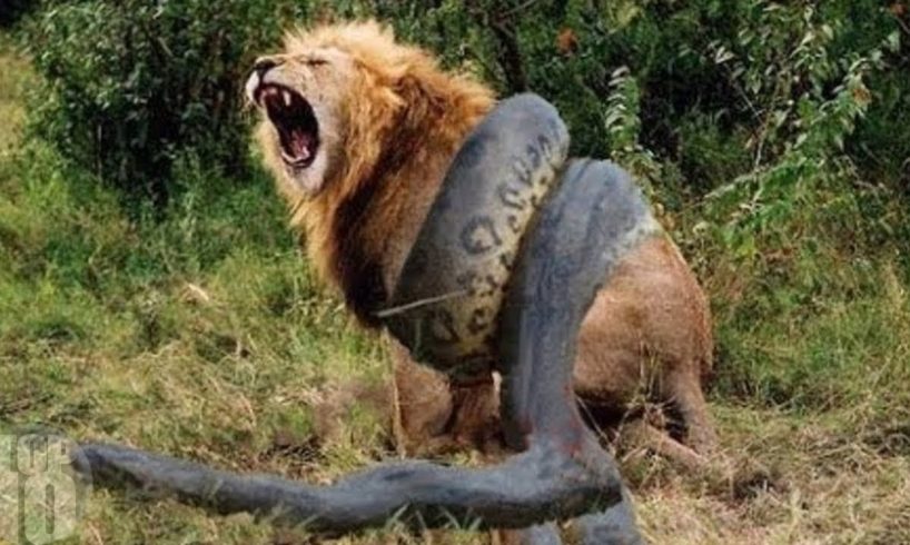 Top Most Epic Animal Battles