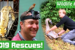 Top WILDLIFE RESCUES of 2019!