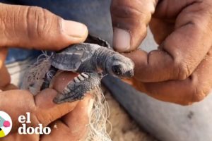 Tortuguita enredada en una red recibe un poco de ayuda | El Dodo