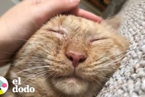 Triste gato de un refugio ronronea por primera vez luego de ser adoptado | El Dodo
