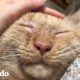 Triste gato de un refugio ronronea por primera vez luego de ser adoptado | El Dodo