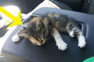 Truck Driver Rescues Kitten From The Road. After She Fell Asleep In The Truck, He Did Sweetest Thing