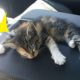 Truck Driver Rescues Kitten From The Road. After She Fell Asleep In The Truck, He Did Sweetest Thing