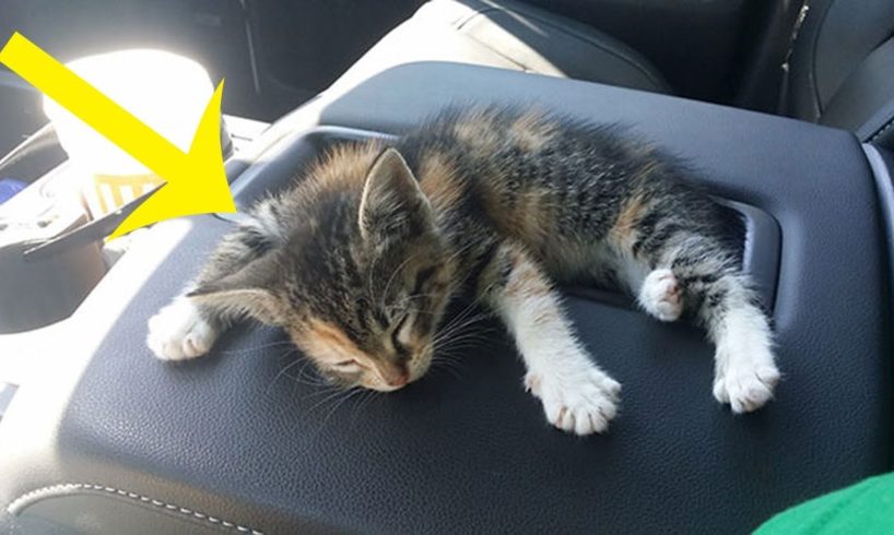Truck Driver Rescues Kitten From The Road. After She Fell Asleep In The Truck, He Did Sweetest Thing