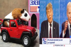 Trump Supporter VS Biden Supporter | Funny Guinea Pig | Pet Animals