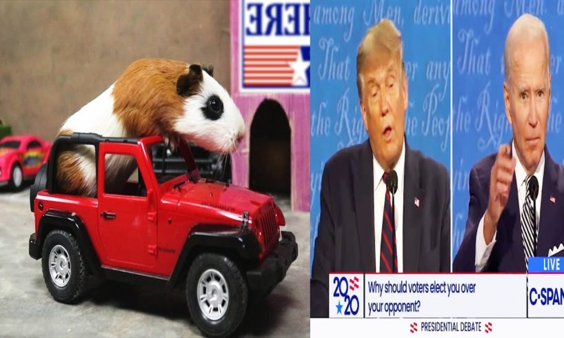 Trump Supporter VS Biden Supporter | Funny Guinea Pig | Pet Animals