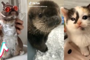 Try Not to Aww! The Cutest Pets on Tik Tok ❤️️?