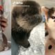 Try Not to Aww! The Cutest Pets on Tik Tok ❤️️?