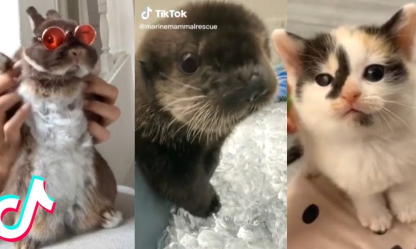 Try Not to Aww! The Cutest Pets on Tik Tok ❤️️?