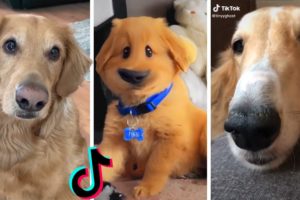 Ultimate Cutest Puppies & Funniest Dogs of TIKTOK Compilation ??