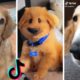 Ultimate Cutest Puppies & Funniest Dogs of TIKTOK Compilation ??