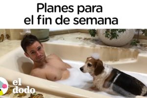 Un fin de semana perfecto con tu perro I El Dodo