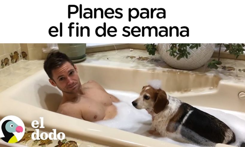 Un fin de semana perfecto con tu perro I El Dodo