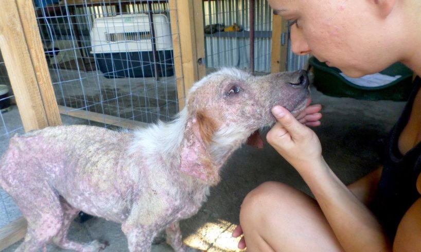 Unbelievable Transformation: Honeymooning Couple in Greece Rescue Dog Eaten Alive by Parasites