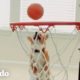 Ve a la futura perrita estrella del baloncesto y como logra el truco más difícil | El Dodo