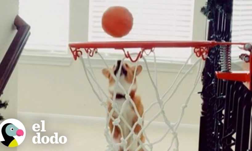 Ve a la futura perrita estrella del baloncesto y como logra el truco más difícil | El Dodo