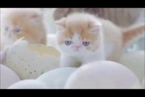 Very Cutest Baby Cats Coming Out Of From Eggs: Kittens - ♥ Cat Lovers