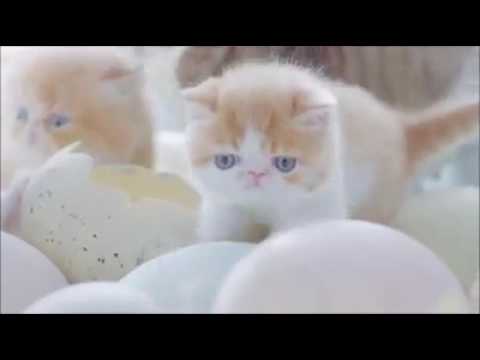 Very Cutest Baby Cats Coming Out Of From Eggs: Kittens - ♥ Cat Lovers