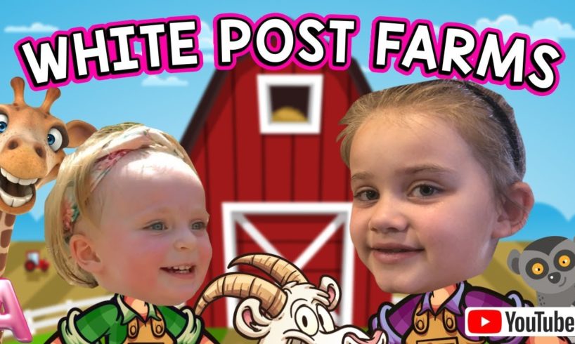 WHITE POST ANIMAL FARM / FEEDING ANIMALS / PETTING ZOO / GOAT / RING TAIL LEMUR / WHITE POST FARM