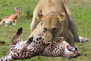WORLD’S FASTEST ANIMALS FAIL | Lion Save Impala From Cheetah Hunting – Leopard Ambush Impala On Tree