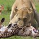 WORLD’S FASTEST ANIMALS FAIL | Lion Save Impala From Cheetah Hunting – Leopard Ambush Impala On Tree