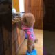 WOW!!! This Cutest Puppy helps to get food for her Kid.. How Cute!!!