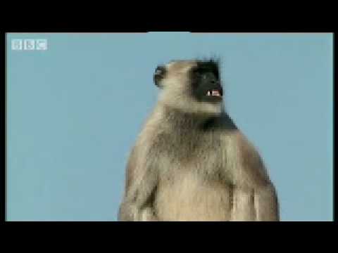 Warlord vs The Outlaws posse - Monkey Warriors - BBC animals