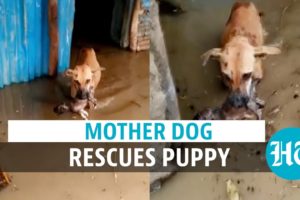 Watch: Dog rescues her puppy from floodwater in Karnataka Vijayapura